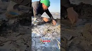 This Salt Trick Forces Razor Clams to Surface #shorts #fishing #razorclams