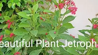 Jatropha plant । रतनजोत का पौधा। रतनजोत । Terrace garden expert