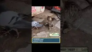 Pokemon Battle of Cat vs Pigeon #pokemon #pokemonmemes #funnycats #funnybirds #pokemonbattle