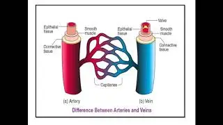 TRANSPORTATION  IN HUMAN BEINGS CIRCULATORY SYSTEM