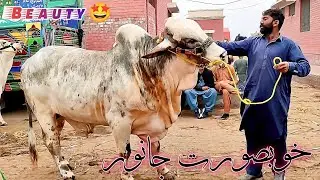 Multan Janwar Mandi | Cow Mandi Pakistan | Qurbani 2026 | Latest Cattle Prices | Live Market Update