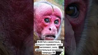 Animal FACTS that amaze the world: intelligence, strength, and amazing creatures of nature 8K #an...