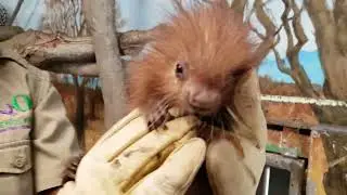 Meet our pint-sized prehensile-tailed porcupette!