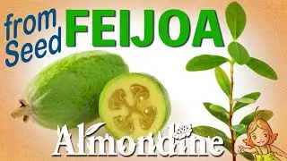 Вырастите фейхоа из семян | Almondine