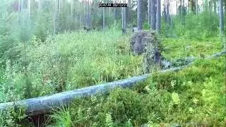 Nugis (10.08.2021, K&otilde;nnu, Tartumaa)