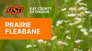 Prairie Fleabane - Kay County OSU Extension Field Reports