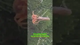 Spider eating breakfast #spider #bugs #creepy