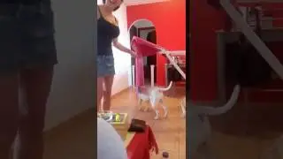 Slow motion english bull terrier