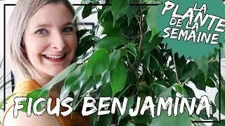 🌿 Le Ficus Benjamina : conseils d'entretien, comment ne pas perdre ses feuilles ?