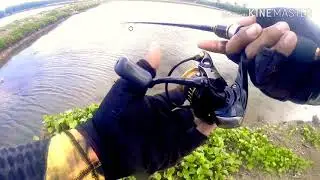 Zerek Trail Weaver VS Mangrove Jack || Ultra Light Game