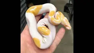 Man accidentally breeds python with 3 smiley face emojis, sells it for $6000  (₹4.3 L) | Really News
