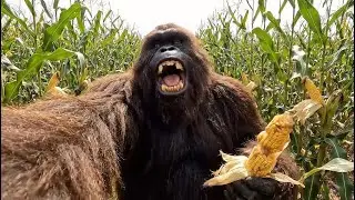 Bigfoot VLOG &ndash; Harvesting Corn & Making Corn Milk