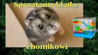 Chomik , Jak sprzątać klatkę chomika ? Gała z Roksaną sprzątają klatkę chomikowi Jasiowi .