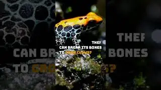 🐸 Hairy Frog: Nature's Survival Trick 🦶A frog that breaks bones to grow claws?Comment below! 💬