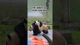 Funny Panda Compilation | Drunk Panda cannot walk straight #panda #funny #animals #viral