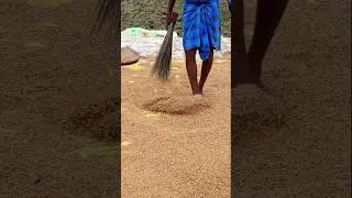 Full Paddy Journey &ndash; From Green Plant to Golden Grain #shorts