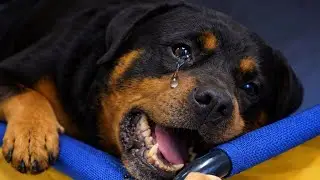 Un chien de refuge mourant m’a appris ce qu’est aimer — ce que j’ai fait m’a brisé