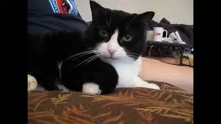 PICCOLINA enjoys company with her old man ! She listens carefully to Joe Mayo & Danny !! 🎵🖤🤍👍😻👈🤓