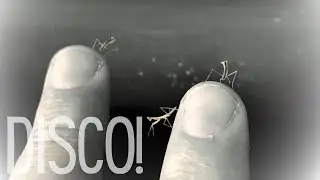 Cute Praying Mantis Babies Dancing on My Fingers!