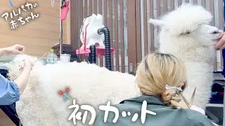 アルパカ初めてのトリミングが可愛すぎた