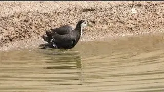 A water hen taking a bath in water canal _ slow motion video