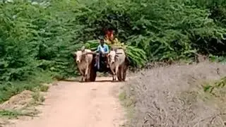 amazing ongole bulls power