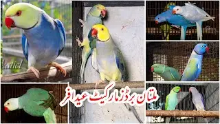 Multan Sunday Birds Rasheedabad latest Update 16 june 2024