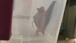 Flying Bat in my house