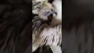 how pigeons babies sounds | #shorts #ytshorts | bird baby #babiepigeonssounds | pigeon babie feeding