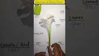 Dissection of Datura flower/botany practical/solanaceae family #viral #shorts #ytshorts #science
