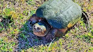Huge Snapping Turtle! || Mega Beaver Dam Trail Camera Footage!