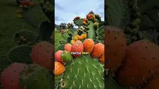 Как выращивание кактусов обогащает людей 🌵