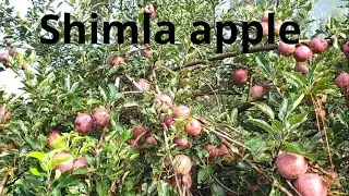 Shimla apple || Himachal Pradesh, India