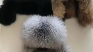 Fox fur hat winter ear protection thickening northeast ski hat Lei Feng hat men and women fur hat