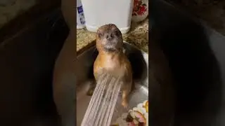 Funny#shouts #funnyanimalvideos2022