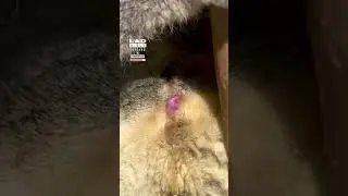 Koala gives birth at Sydney Zoo
