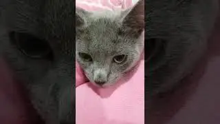 Bubbles the cat sleeping on a princess neck pillow. Russian Blue. chat gato Кот חתול Katze 貓 고양이 قط