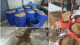 ಕುರಿ ಮರಿಗಳಿಗೆ ಮೇವು ಮಿಶ್ರಿಸುವ ವಿದಾನ#farming #goat #farmer #agriculture 