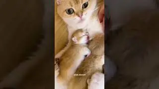 cat video 😍😍 //kitty //cat baby 😍😍 // #short #catvideo #kittyvideo