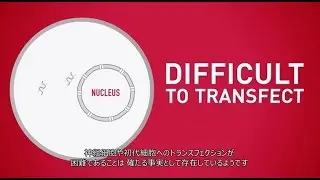 Lipofectamine&reg; MessengerMAX&trade; mRNA Transfection Reagent 日本語字幕付