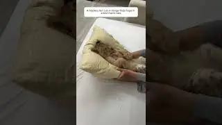Kind man rescued injured lion cub and cares for it with love #lion #shortvideo #animalcare #wildlife