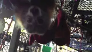 Bat pees