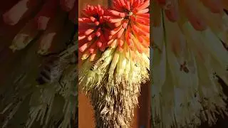 Castilleja Indica Splendor: Beauty of Indian Paintbrush! #shorts #CastillejaIndica @Plants-World