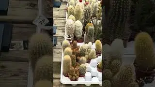 Plant store Hamilton Ontario Canada 31 March 2025 North America
