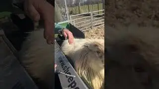 Sheep on a conveyor #sheepfarming #farmingtraditions