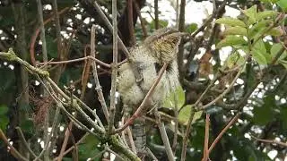 Jinx! Eurasian Wryneck (Jynx torquilla) in a tree next to the Exeter Canal, Exeter, Devon.