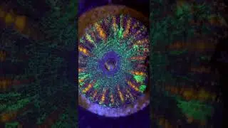 Button Scoly Feeding Time | Modern Reef LPS Color & Growth