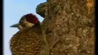 Bearded Woodpecker