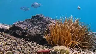 Vini&scaron;će Underwater - Summer 2018