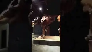 Giant ancient fossils of an elephant and a horse #fossil #fossils #museum #history #animals #shorts